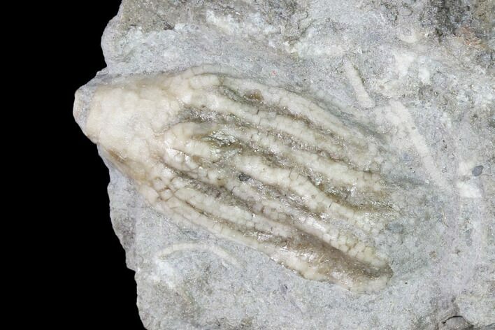 Fossil Crinoid (Aorocrinus) - Gilmore City, Iowa #149026
